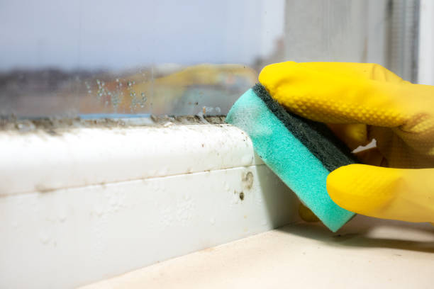 Environmental Consulting for Mold Prevention in Laguna Beach, FL